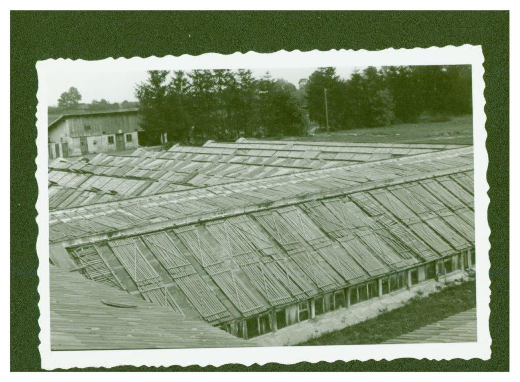 Charzewice, kompleks szklarni, 1949, fot. ze zbiorów Andrzeja Głogowskiego, Muzeum Regionalne w Stalowej Woli