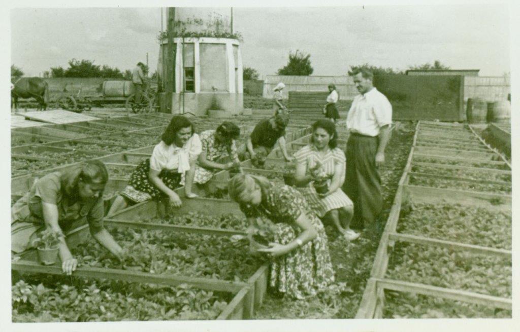 Charzewice, prace przy rozsadniku roślin, 1949, fot. ze zbiorów Andrzeja Głogowskiego, Muzeum Regionalne w Stalowej Woli